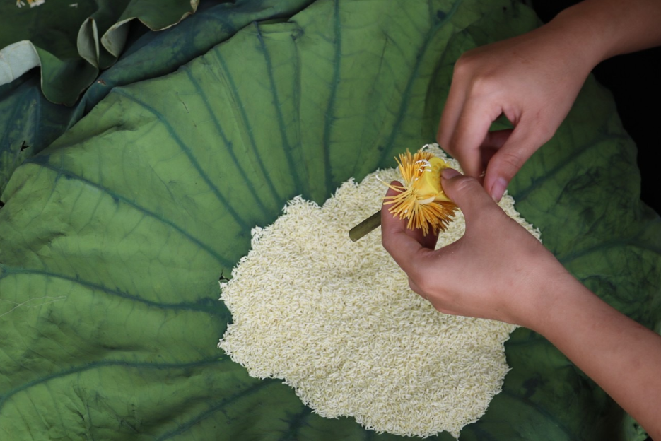 Trà ướp gạo sen - Sen Quê Bác - Hợp Tác Xã Nông Nghiệp Sen Quê Bác